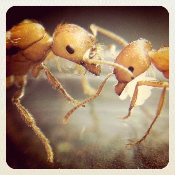 Pogonomyrmex queen and worker with eggs iphone macrophotography